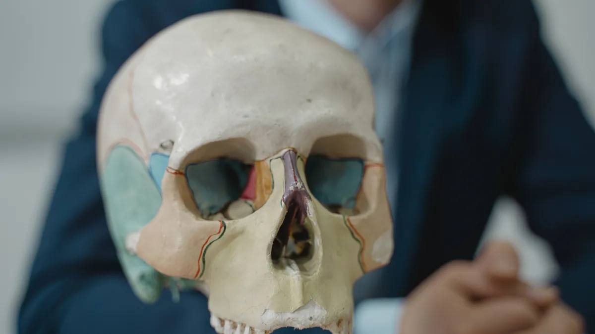 Color-coded skull model showing the facial bones near where the sphenopalatine ganglion sits